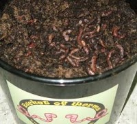 Bucket of Worms 363402 Image 0